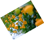 [写真] orange flowers