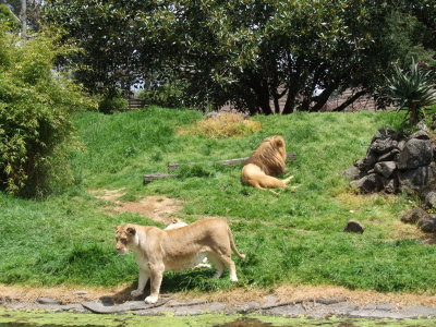 [写真]Auckland Zoo 02 - 04