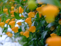 [写真] orange flowers (251KB)