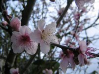 [写真] Blossom (87KB)